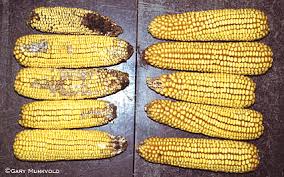 Healthy GMO plants resisting pests